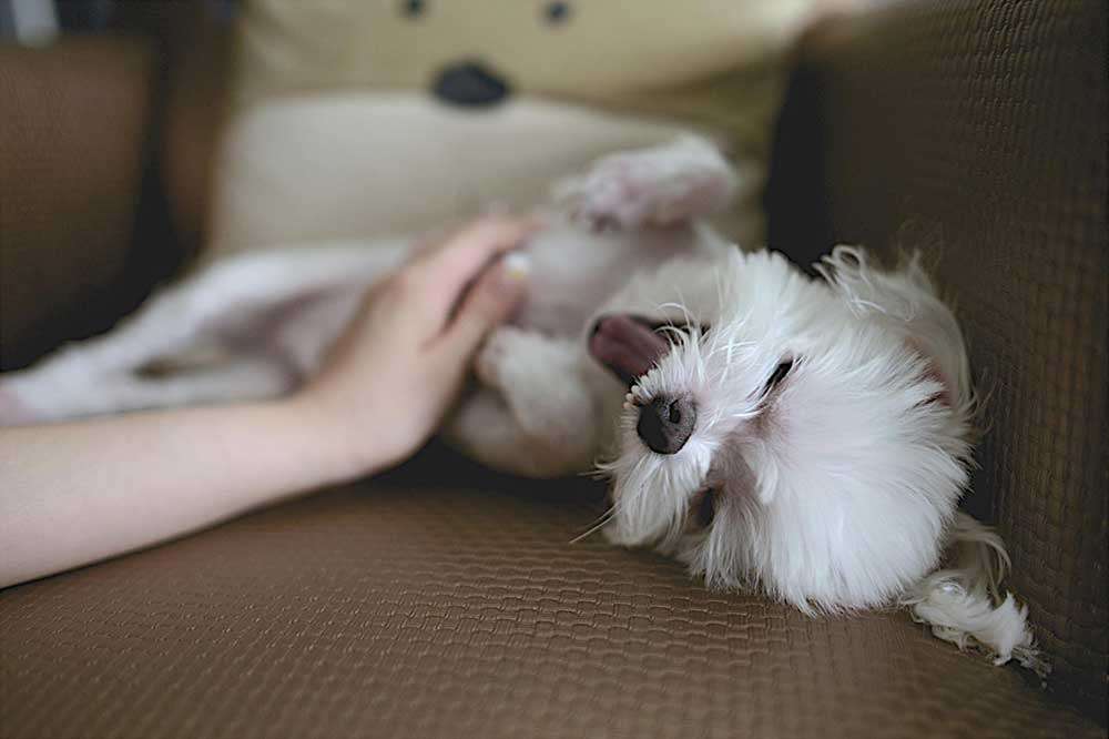 Pet friendly apartments at The Long Beach Collection